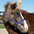 Weaver Miniature Horse Adjustable Nylon Halter Large